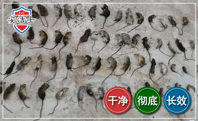 琼中鼠害防治-灭鼠
