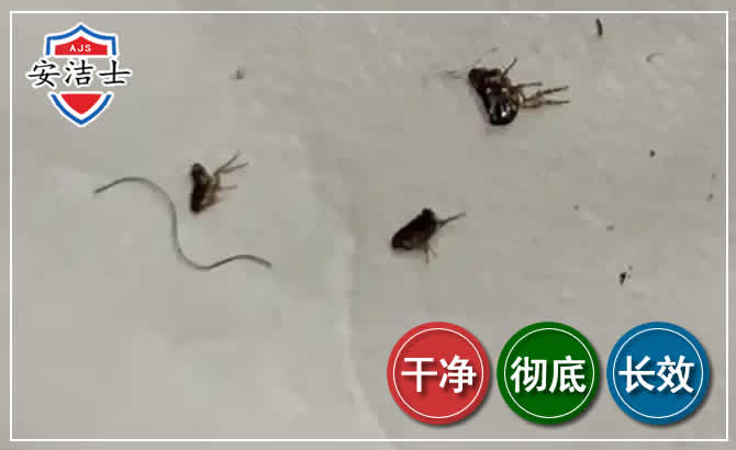 琼中跳蚤防治-灭跳蚤