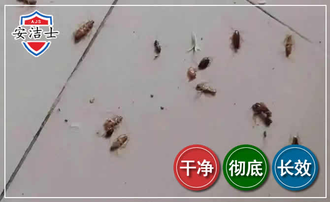 琼中蟑螂防治-灭蟑螂