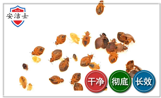 琼中臭虫防治-消灭臭虫